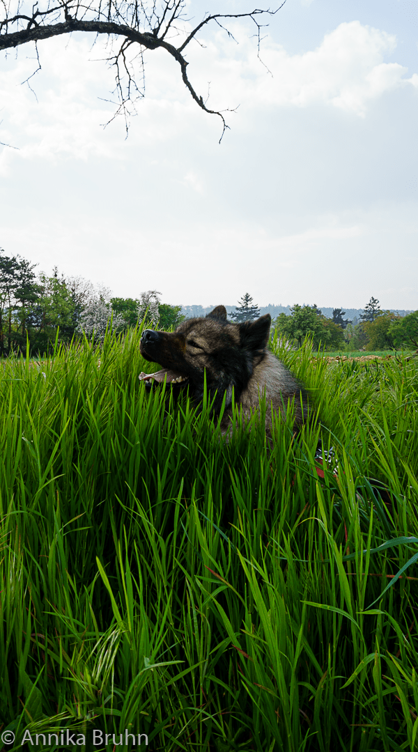 Q versteckt sich im Grass 